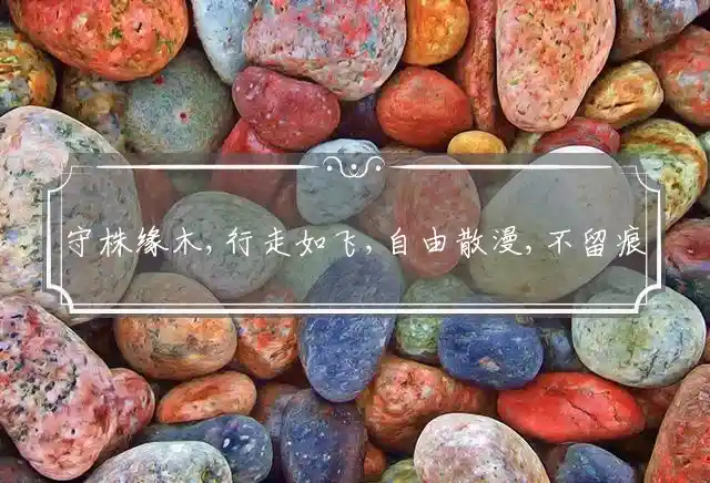 守株缘木,行走如飞,自由散漫,不留痕迹是什么生肖